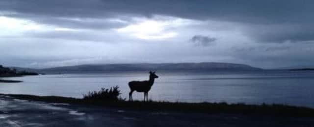 A deer on the isle of Arran. Picture: submitted