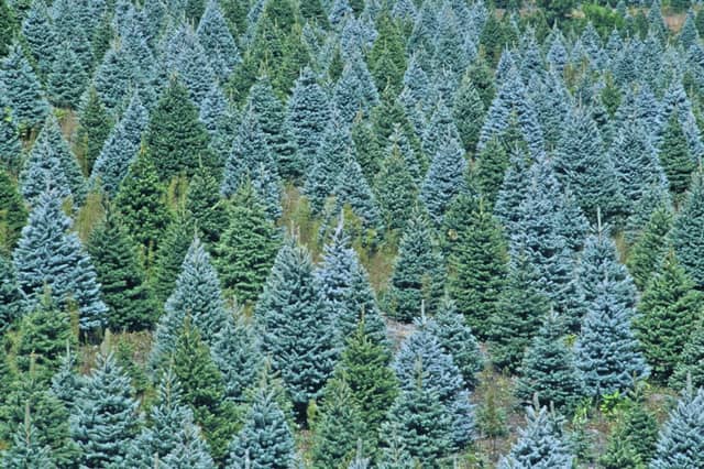 Caledonian pinewood forests are part of the boreal forest of Eurasia and North America. Picture: Getty