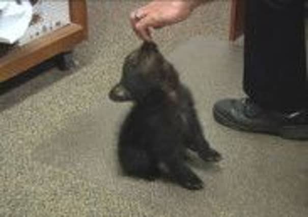 The female bear cub, pictured in the police station, will likely be taken to a zoo. Picture: AP