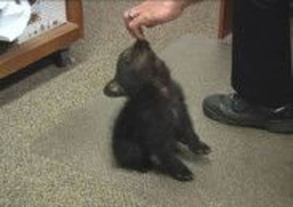 The female bear cub, pictured in the police station, will likely be taken to a zoo. Picture: AP