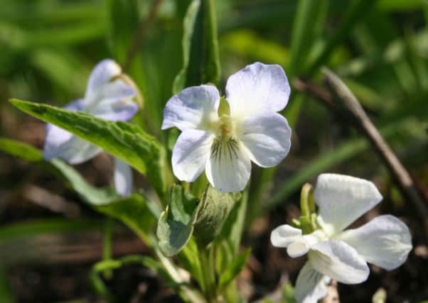 A fen violet (viola persicifolia) which has been rediscovered at Britain's oldest nature reserve after an absence of a decade. Picture: PA
