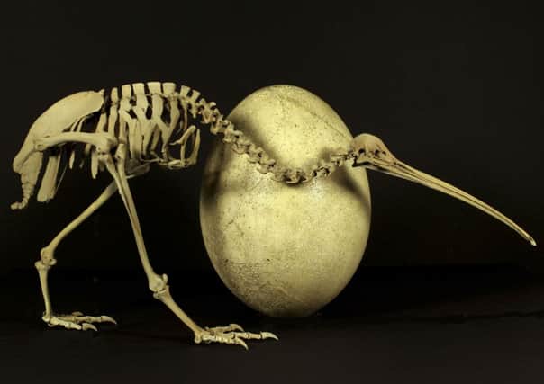 A skeleton of the chickensized kiwi compared to an egg of an elephant bird. Picture: Reuters
