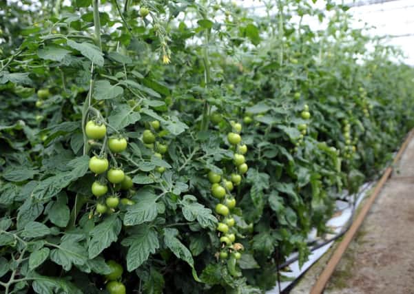 Clyde Valley Tomatoes. Picture: Contributed