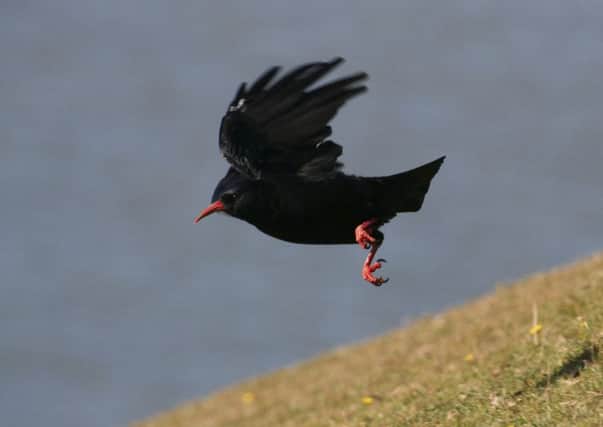 There are believed to be just 44 breeding pairs of choughs left on Islay. Picture: Paul Dunn