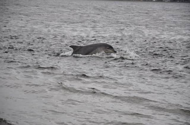 A dolphin spotted at Chanonry Point. Picture: Creative Commons