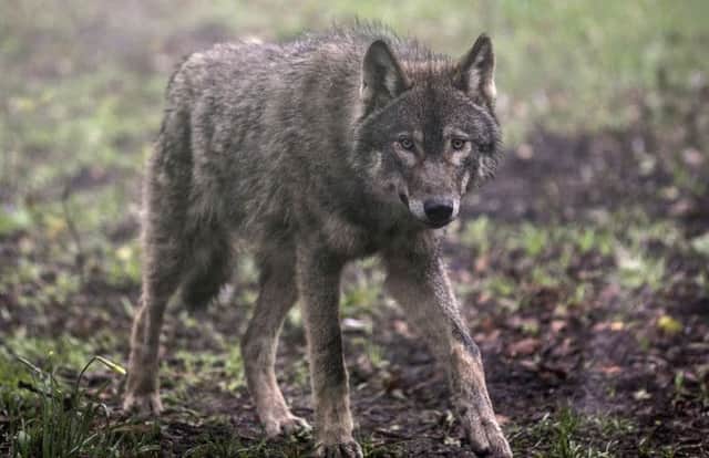 Reintroduction of wolves may have financial benefits. Picture: Getty