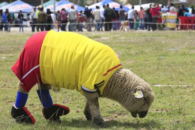 A sheep named Falcao, wearing a yellow jersey to represent the Colombian national team. Picture: Reuters