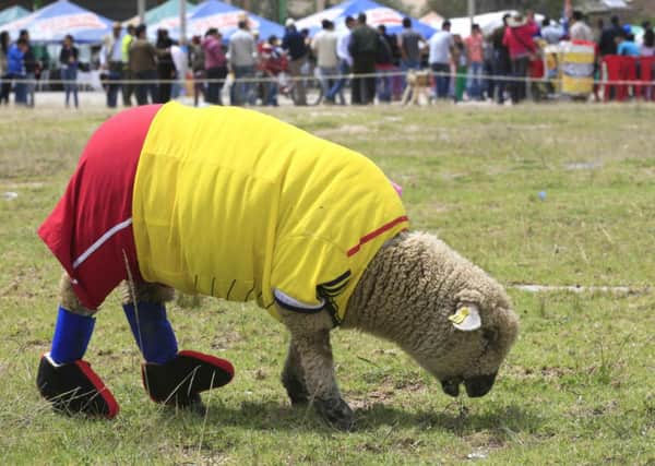 A sheep named Falcao, wearing a yellow jersey to represent the Colombian national team. Picture: Reuters