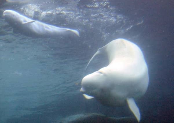 Beluga whales are rarely sighted in Scottish waters. Picture: AP