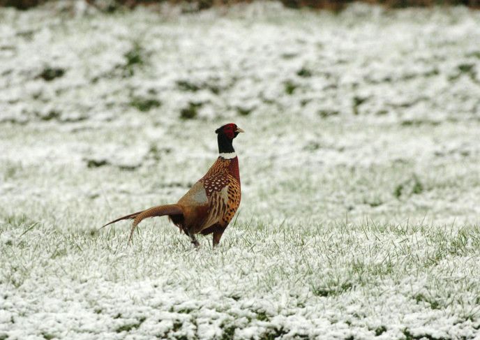 All about pheasants deals