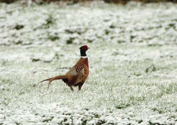 The pheasant has significance as a symbol of our traditional countryside. Picture: PA