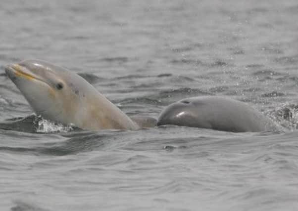 Dolphins which had been throwing around a jellyfish in the Moray Firth Picture: Peter Jolly