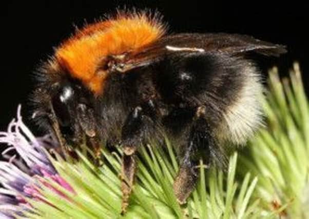 The European tree bumblebee arrived in Scotland last year.  Picture: Nick Owens