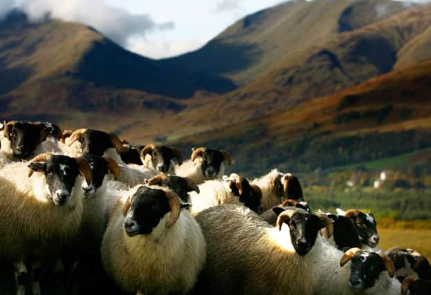 Ruminants such as sheep account for about half of all agricultural emissions. Picture: Getty Images