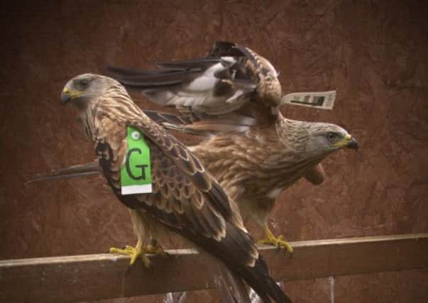 Red Kites like the ones pictured here are kept in the centre. Picture: TSPL