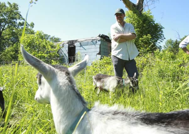 Mark Spitznagel watches his goats grazing. Picture: NYT