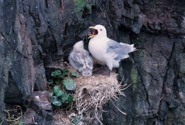 Kittiwakes are among the seabirds affected by the decline in sandeel populations. Picture: PA