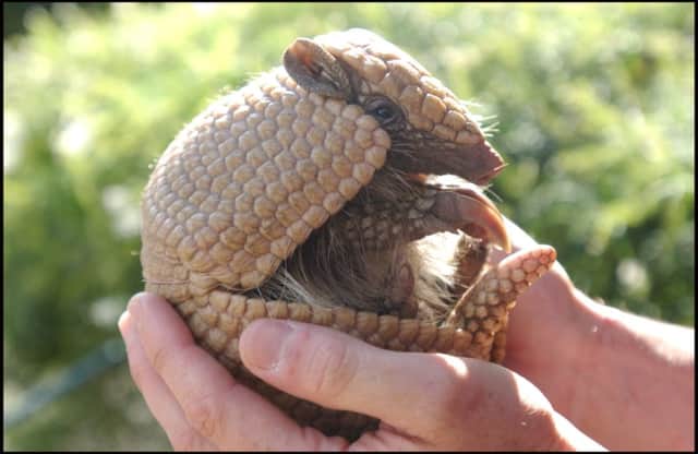 Little is known of the armadillo. Picture: Julie Bull
