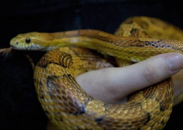 A corn snake like the one discovered trying to escape through the house vent. Picture: TSPL