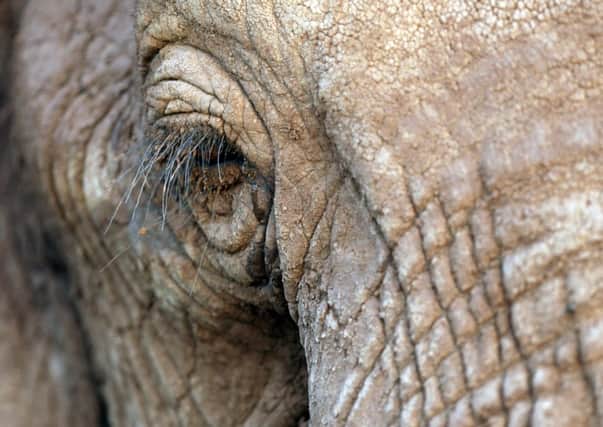 The African elephant faces annihilation in large parts of its range. Picture: Getty