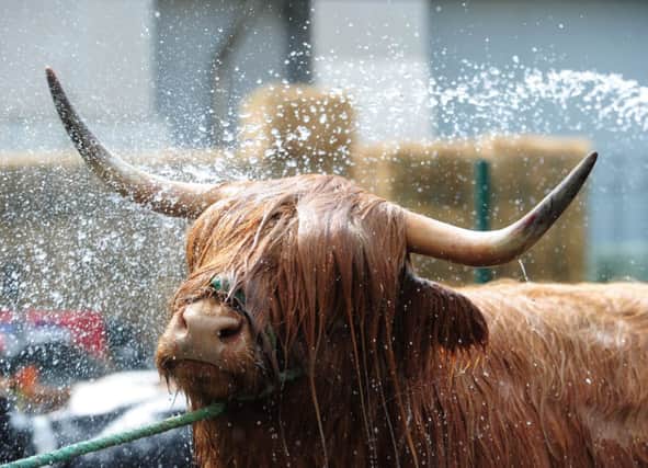 A Highland cow gets spruced up in preparation for the Royal Highland Show last year. Picture: Ian Rutherford