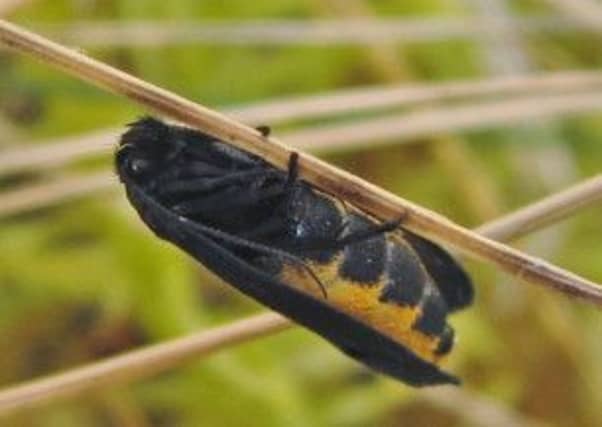 Tiny Ethmia pyrausta has made a surprise appearances in the Scottish Highlands. Picture: Contributed