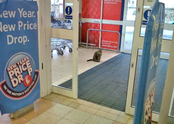 The cat got his name from regularly sitting in the trolley bay in the doorway of Tesco in Kirkcaldy. Picture: hemedia