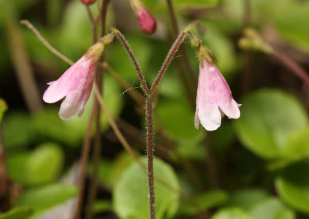 The iconic twinflower. Picture: CC/wikipedia