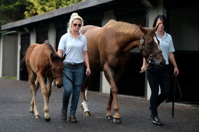 Crystal Gaze, in foal to Frankel, is led around the pre-parade ring alongside her colt foal by Frankel. Picture: PA