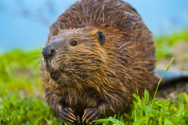 The beaver project may be extended across Scotland. Picture: Getty