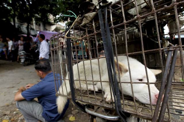 A captive dog awaits being sold for food in a market in Yulin, southern China. Picture: AP