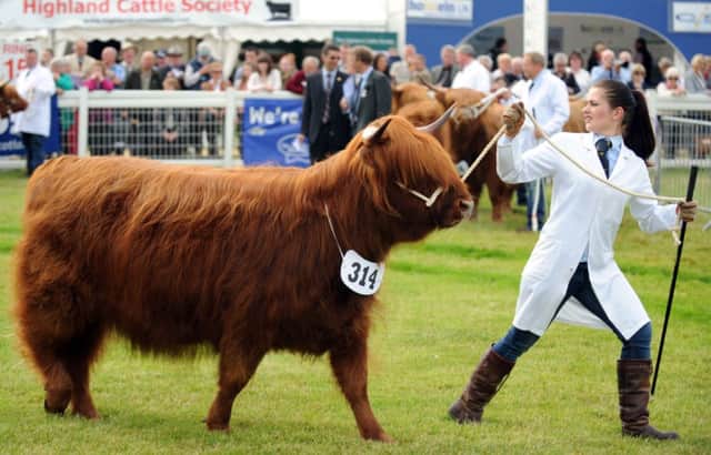 The Royal Highland Show has attracted record numbers of livestock. Picture: Jane Barlow