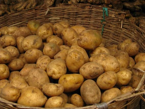 The potatoes could be officially branded 'Ayrshire earlies'. Picture: McKay Savage