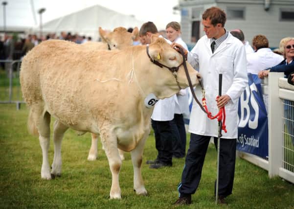 Liam Laird, from Kirkcaldy, Fife, shows his British Blonde in last year's Royal Highland Show. Picture: Jane Barlow