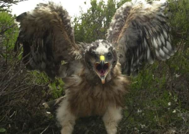 Hen harriers prey on grouse chicks.  Picture: Allan Milligan