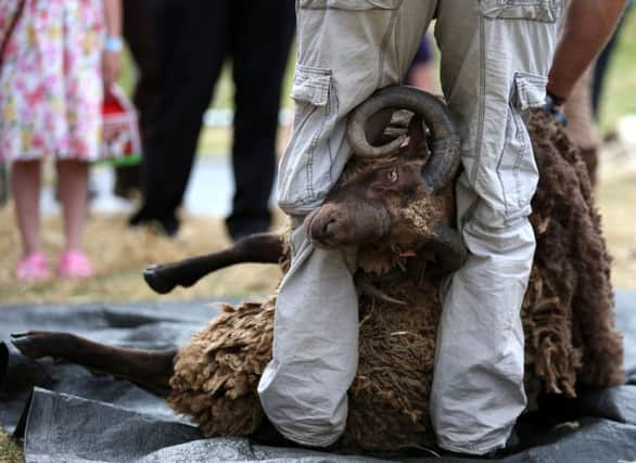 Shearing demonstrations, and the annual competition, took place at the show this weekend. Picture: PA