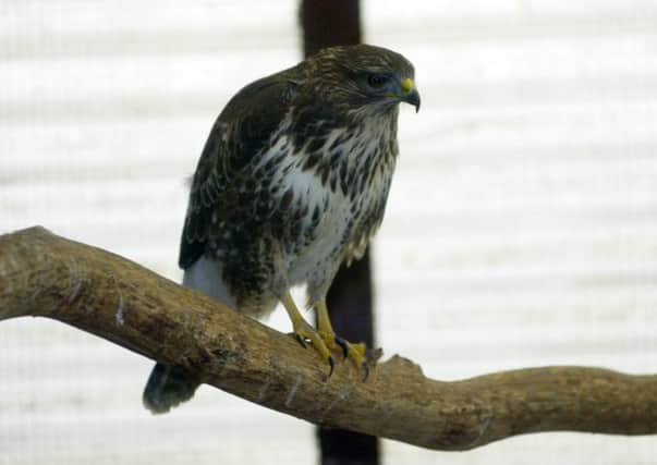 File photo of a buzzard similar to the one killed near Ballingry. Picture: Greg Macvean