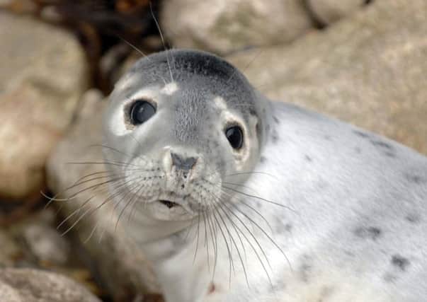 The selected sites include 67 shared by both grey seals and common seals. Picture: Ian Rutherford