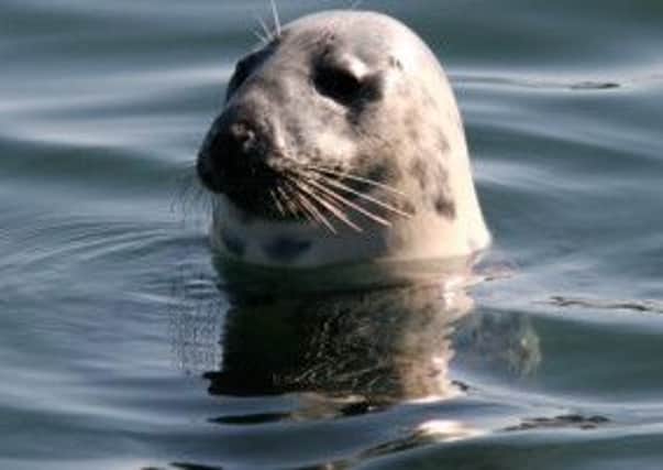 Seals are now more protected under new rules. Picture: Contributed