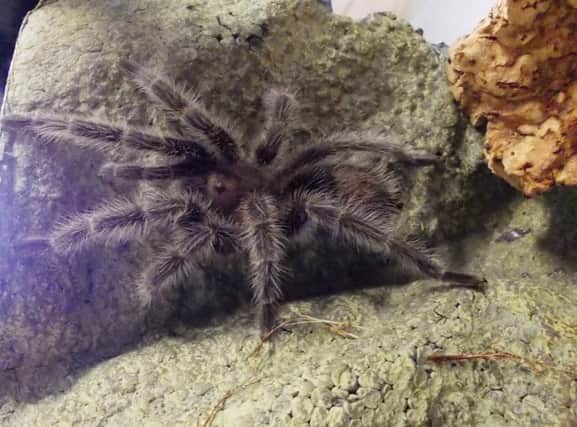 Sebastian the tarantula, who was found in a cupboard in a Portobello home. Picture: PA