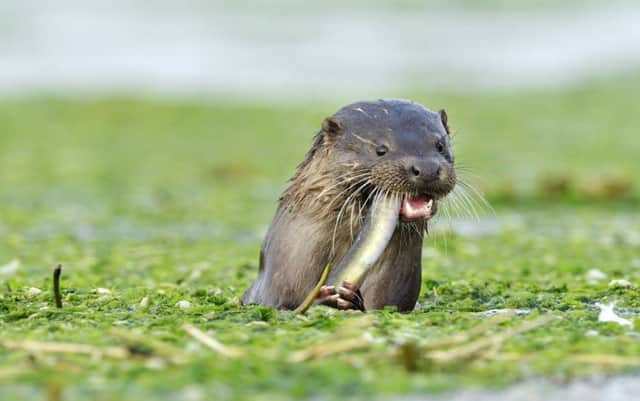 A superb portrait of the otter's return to its kingdom. Picture: Contributed