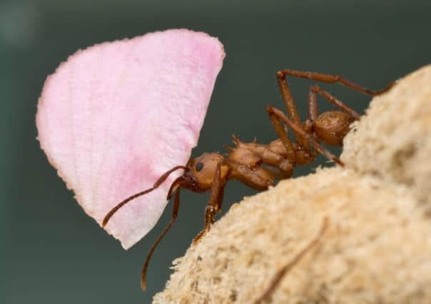Leafcutter ants produce a natural antibiotic. Picture: SWNS