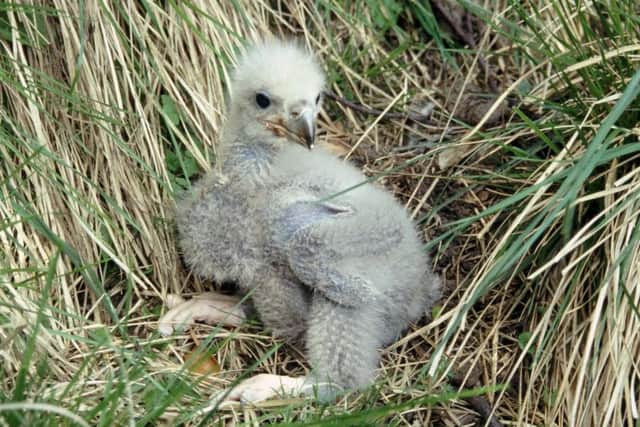 The sea eagle chick, like the one pictured, was apparently 'pushed' from its nest by a young male eagle. Picture: PA