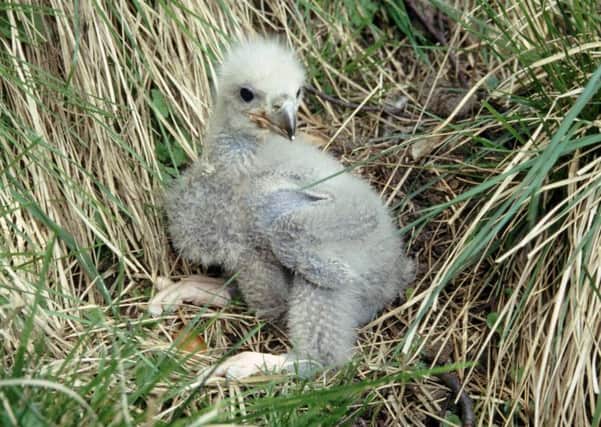 The sea eagle chick, like the one pictured, was apparently 'pushed' from its nest by a young male eagle. Picture: PA