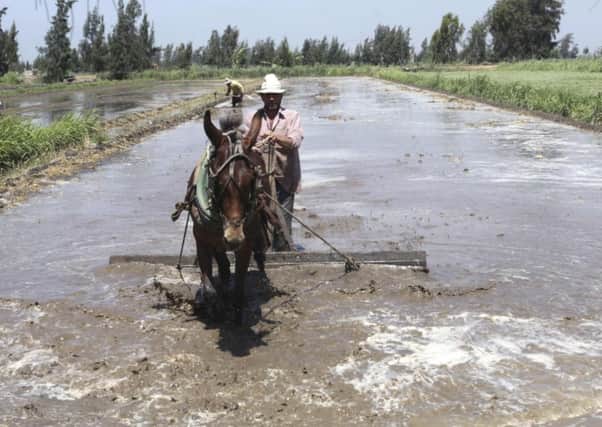 A farmer flattens the soil using a horse to prepare his land for growing rice in a village, northwest of Cairo. Picture: Reuters