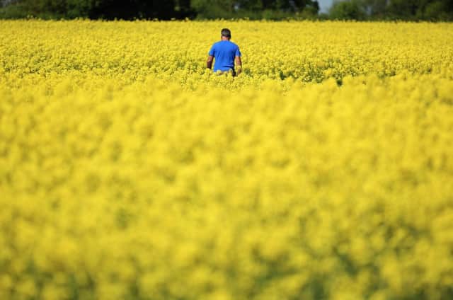 The ruling on seed dressing could hit oilseed growers hard. Picture: Getty Images