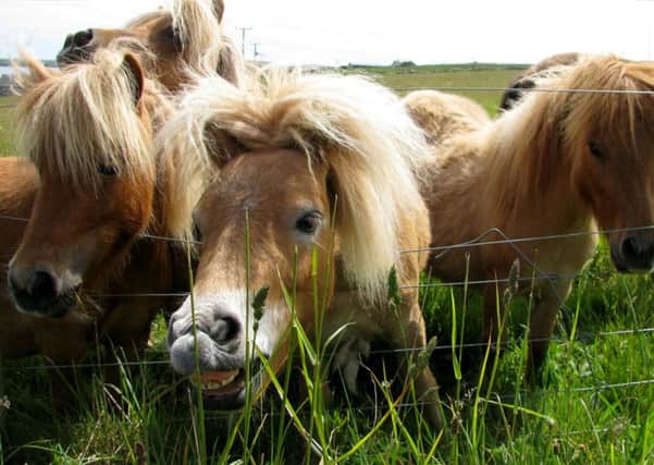Horses on Orkney in this week's edition of 100 Weeks of Scotland. Picture: Alan McCredie