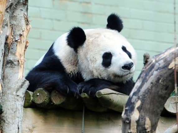 Giant panda Tian Tian could be pregnant in the next 20 to 30 days. Picture: Ian Rutherford.