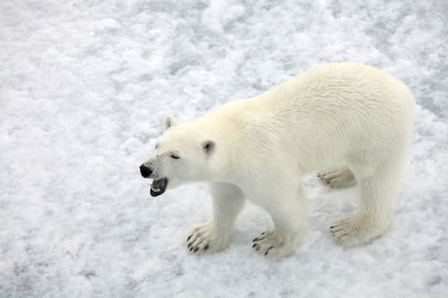 Horatio Chapple was mauled to death by a polar bear. Picture: Getty