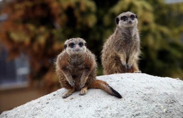 Meerkats were among the animals stolen from the van. Picture: Hemedia